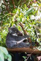 Koala in the National Park, Brisbane, Australia photo