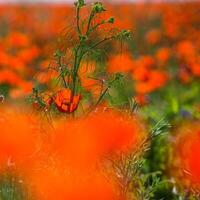 Natural flower background. Amazing view of colorful red poppy flowering. photo