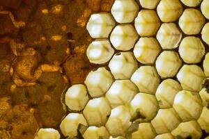 Studio Close-up of Honeycomb photo