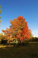 Autumnal trees on the sunset into park photo