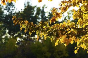 Autumnal trees on the sunset into park photo