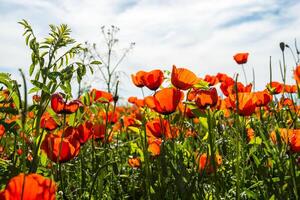 Natural flower background. Amazing view of colorful red poppy flowering. photo