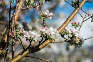 Gardens of blooming apples photo