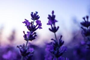 Lavender flower field closeup on sunset, fresh purple aromatic flowers for natural background. Design template for lifestyle illustration. Violet lavender field in Provence, France. photo