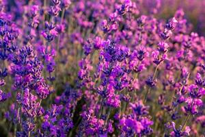 Lavender flower field closeup on sunset, fresh purple aromatic flowers for natural background. Design template for lifestyle illustration. Violet lavender field in Provence, France. photo