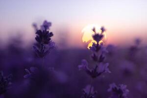 Lavender flower field closeup on sunset, fresh purple aromatic flowers for natural background. Design template for lifestyle illustration. Violet lavender field in Provence, France. photo