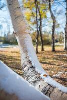 Autumn Park after the first snow in October photo