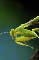 Green mantis in studio photo