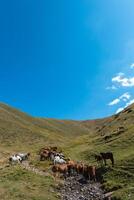 Herd of the Kazakh horse, it is high in mountains to near Almaty photo