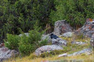 Black crow, Corvus corone, common crow photo