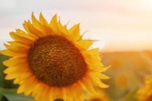 brillante girasol flor. de cerca de un girasol en lleno floración, creando un natural resumen antecedentes. verano tiempo. campo de girasoles en el calentar ligero de el ajuste Dom. helianthus anual. foto