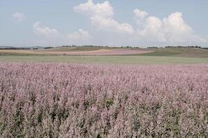 Field of Clary sage - Salvia Sclarea in bloom, cultivated to extract the essential oil and honey. Field with blossom sage plants during golden sunset, relaxing nature view. Close up. Selective focus. photo