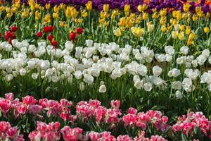 Spring Blooming, tulip Fields in Full Color photo