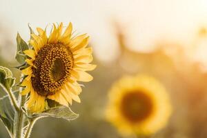 brillante girasol flor. de cerca de un girasol en lleno floración, creando un natural resumen antecedentes. verano tiempo. campo de girasoles en el calentar ligero de el ajuste Dom. helianthus anual. foto