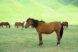 manada de el kazakh caballo, eso es alto en montañas a cerca almaty foto