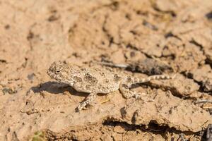 Toadhead agama lizard in its burrow in the sand of the desert photo