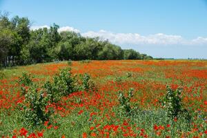 Natural flower background. Amazing view of colorful red poppy flowering. photo