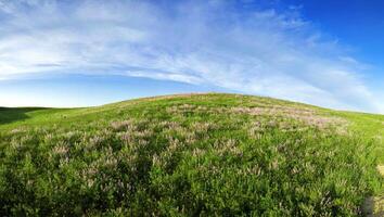 Blossoming spring steppe meadow on a decline photo