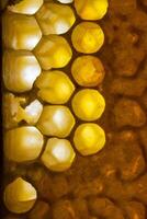 Close up studio shot of organic honey in a honey-comb. photo