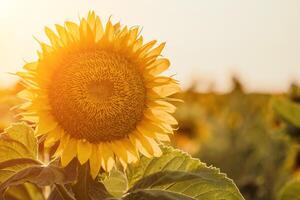 brillante girasol flor. de cerca de un girasol en lleno floración, creando un natural resumen antecedentes. verano tiempo. campo de girasoles en el calentar ligero de el ajuste Dom. helianthus anual. foto