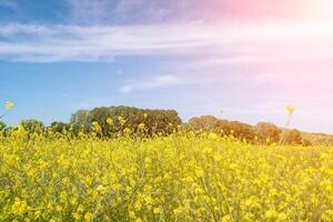 Rapeseed, canola or colza field in Latin Brassica Napus, rape seed is plant for green energy and oil industry. Flowering rapeseed with blue sky and clouds photo