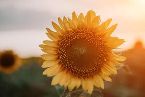 brillante girasol flor. de cerca de un girasol en lleno floración, creando un natural resumen antecedentes. verano tiempo. campo de girasoles en el calentar ligero de el ajuste Dom. helianthus anual. foto