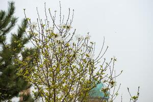 Blooming trees in spring photo