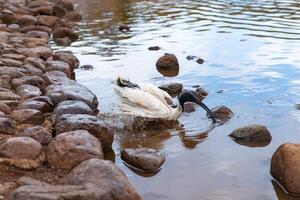 ibis blanco australiano foto