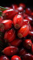 Palm fruit tropical plant for making oil kernel for cooking photo