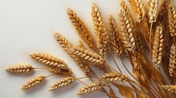 Wheat plant yellow grain copy space background photo