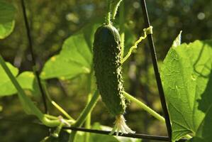 Small cucumber in the vegetable-garden photo