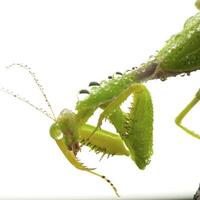 Green mantis in studio photo