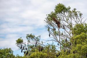 A flock of flying foxes. Australia. Quinsland photo