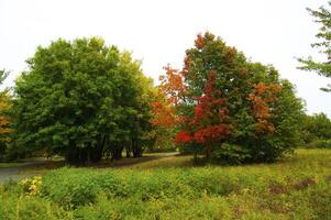 Autumnal trees on the sunset into park photo