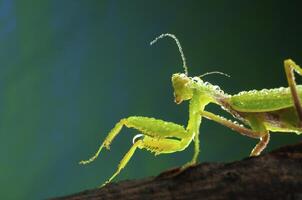 Green mantis in studio photo
