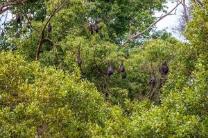 A flock of flying foxes. Australia. Quinsland photo