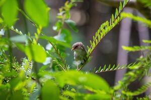 The Superb Fairywren photo