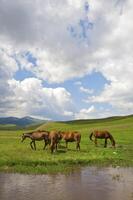 Herd of the Kazakh horse, it is high in mountains to near Almaty photo
