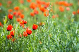 Natural flower background. Amazing view of colorful red poppy flowering. photo