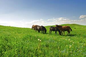 Horses it is passed in the Alpine meadow photo