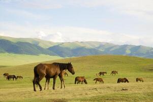 Herd of the Kazakh horse, it is high in mountains to near Almaty photo