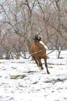 Horse winter in the afternoon on walk photo