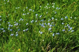 Wild flower in the mountains photo