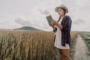 mujer trigo campo. agrónomo, mujer granjero cheque dorado maduro cebada Picos en cultivado campo. de cerca de hembra mano en plantación en agrícola cosecha administración concepto. lento movimiento foto