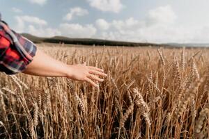 Woman wheat field. Agronomist, Woman farmer check golden ripe barley spikes in cultivated field. Closeup of female hand on plantation in agricultural crop management concept. Slow motion photo