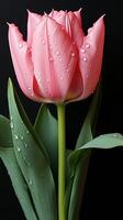 rosado tulipán flor romántico antecedentes vegetación foto