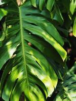 monstera leafe backside for green garden background photo