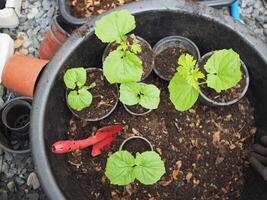 young bitter melon tree ready to move in soil to grow photo