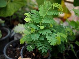 young plants seeding in small pot in hands green world and save enviralment photo