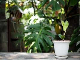 zamioculcas mamifolia in caramic pot on table with garden background nature photo